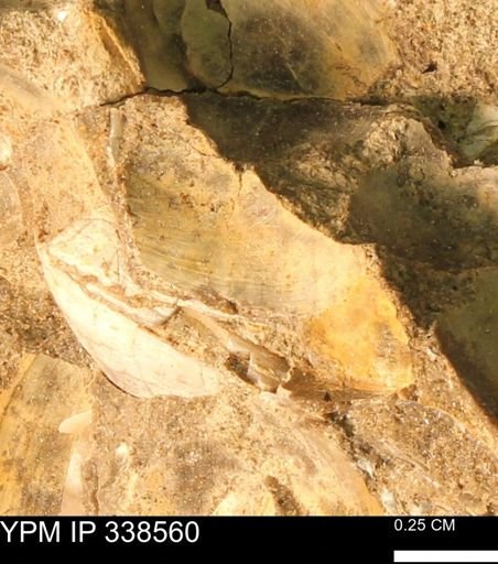 Protocardia subquadrata