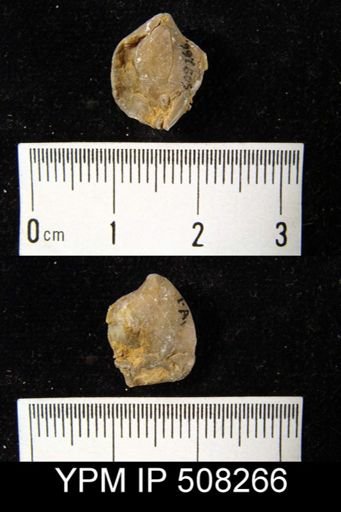 undet. Athyridida