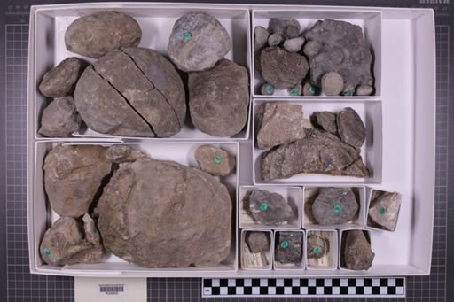 mixed taxa, stratigraphic collection