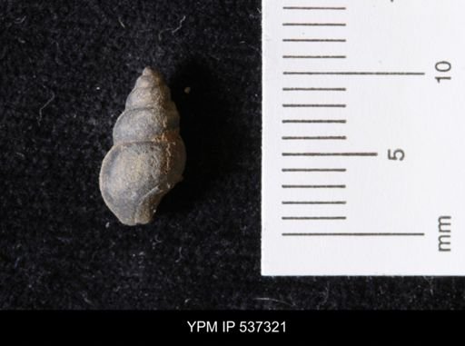 Goniobasis ortmanni