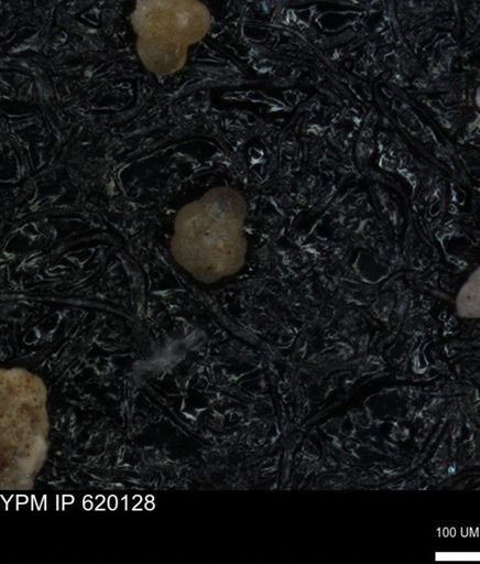 undet. Foraminiferida