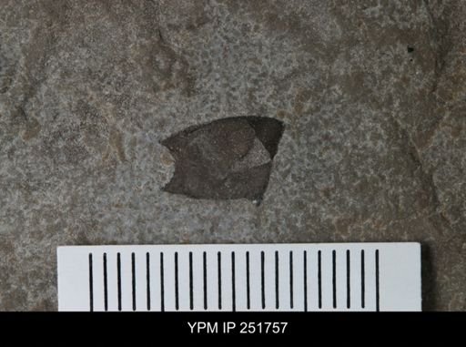 undet. Eurypterida