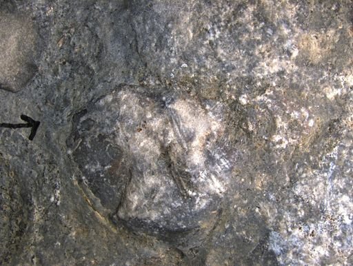 Aplocoma damesii