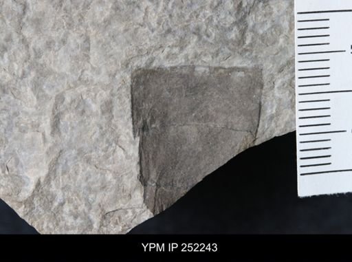 Eurypterus sp.
