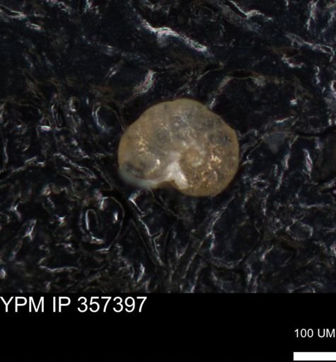 undet. Foraminiferida