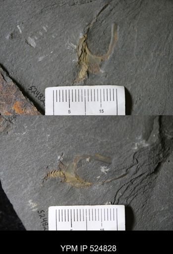 Cothurnocystis sp.