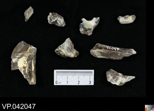 undet. Actinopterygii