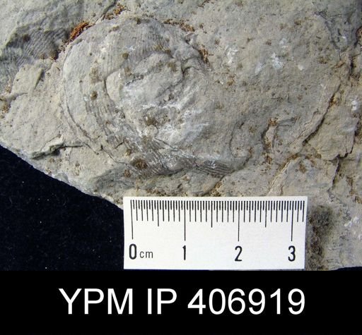 undet. Productida