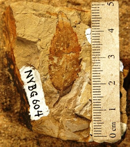 Ulmus paucidentata