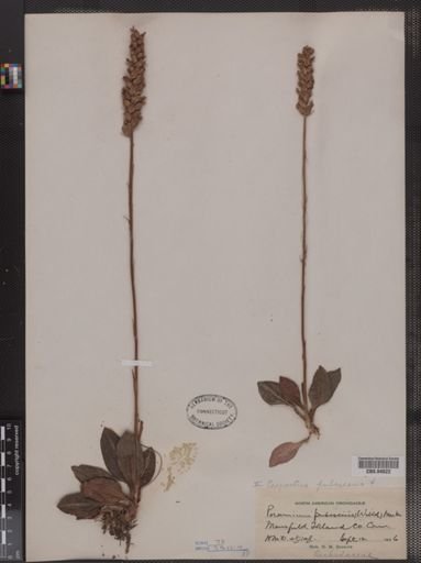 Epipactis pubescens