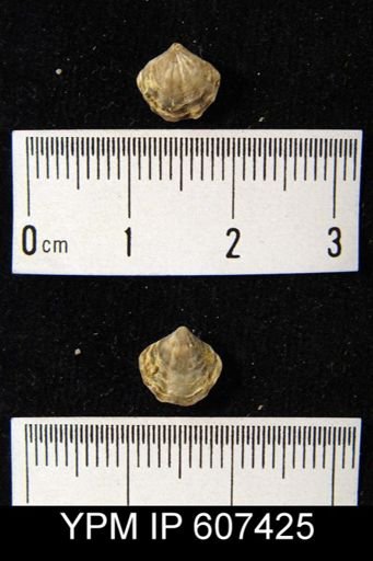 Atrypina sp.