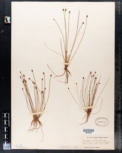Eleocharis obtusa