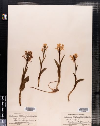 Habenaria