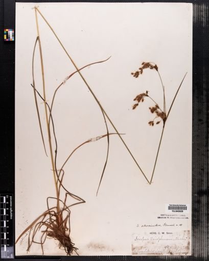 Scirpus atrocinctus