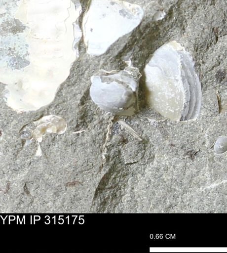 undet. Bivalvia