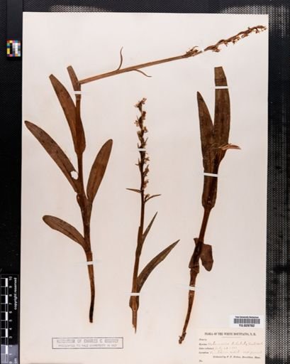 Habenaria