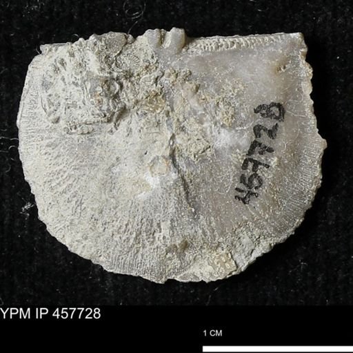 Strophodonta sp.