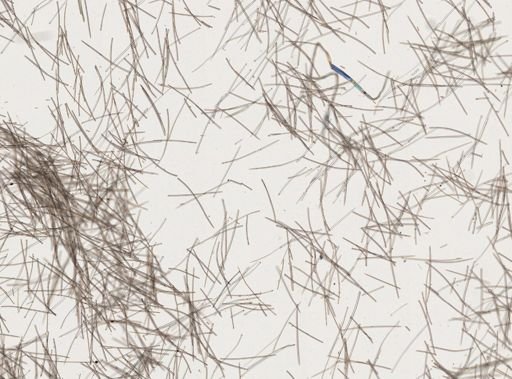 Spheciospongia vesparium