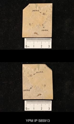 undet. Coleoptera