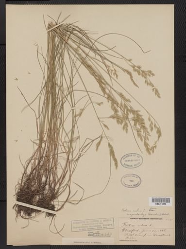 Festuca rubra