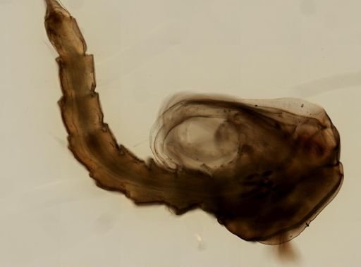 Anopheles