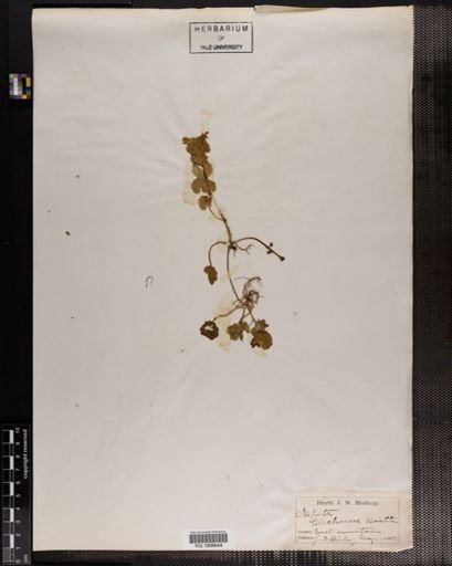 Plantae