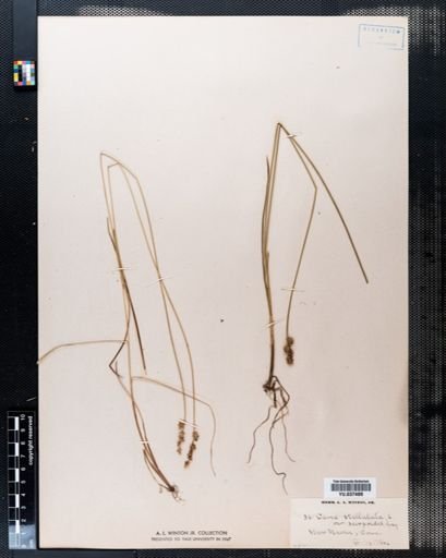 Carex stellulata