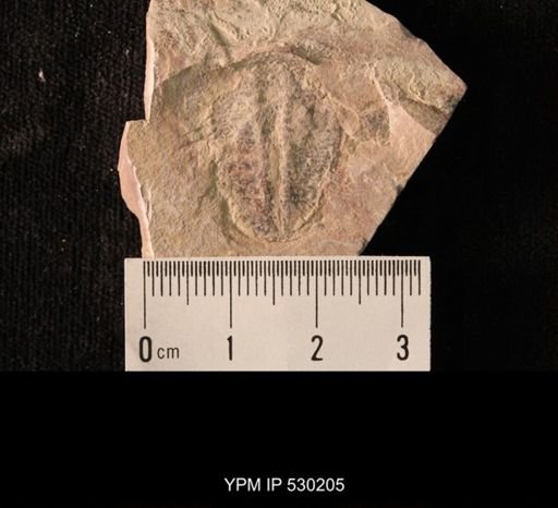 Elrathia kingi