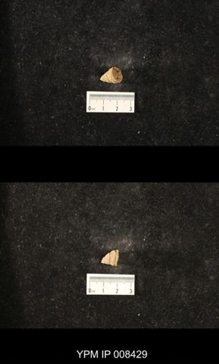 Homalophyllum cf. exigua