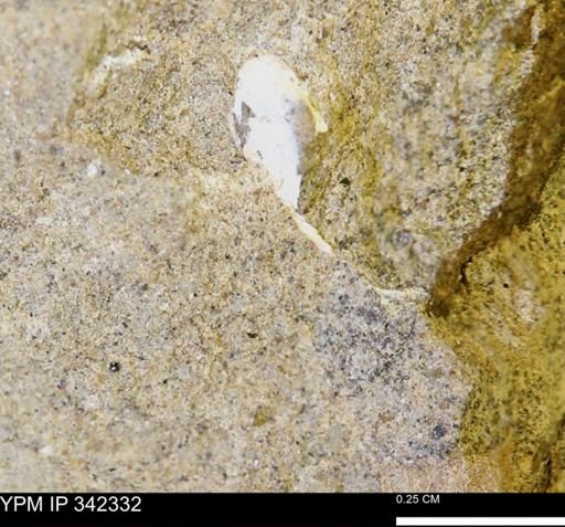 undet. Mollusca