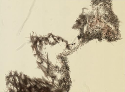 Halichondria panicea