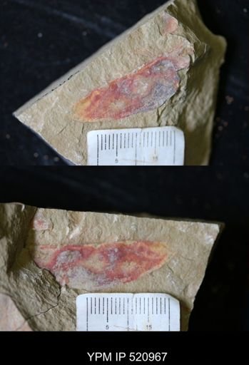 undet. Arthropoda