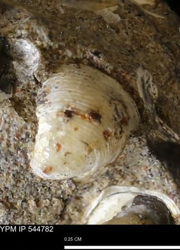 Corbulamella gregaria
