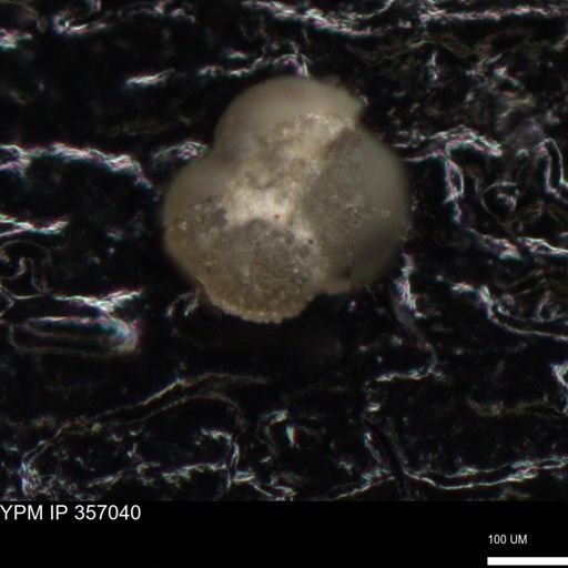 undet. Foraminiferida