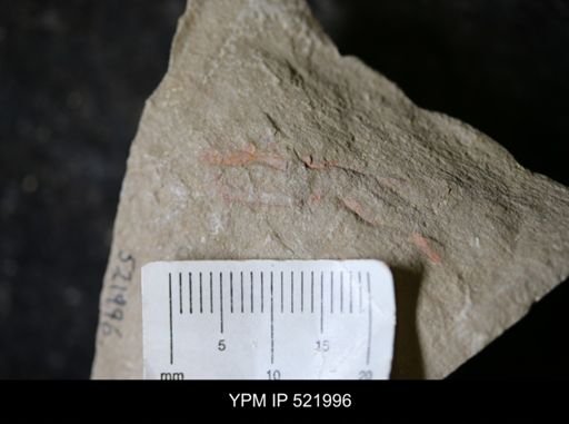 Annelida?