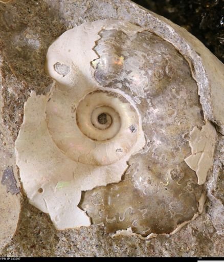 undet. Scaphitidae