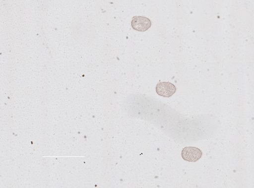 Apis mellifera