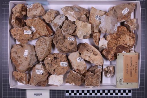 mixed taxa, stratigraphic collection