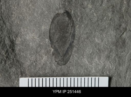 Eurypterus sp.