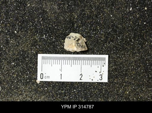 undet. Mollusca