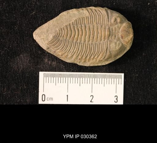 Dalmanites sp.