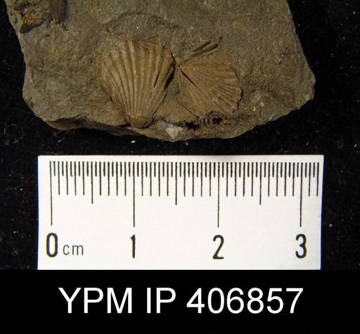 Camarotoechia sp.