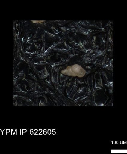 undet. Heterohelicidae