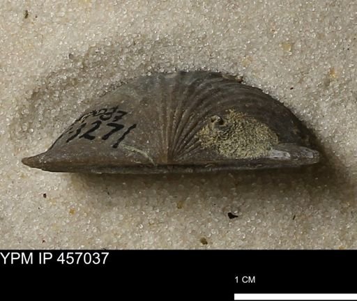 Stropheodonta sp.
