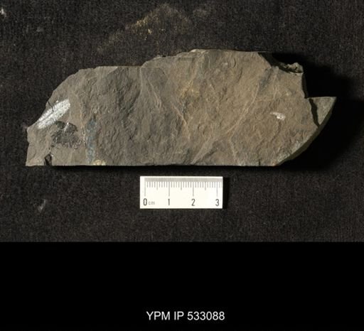 Graptolithina; Assemblage includes Phyllograptus, Isograptus, Tetragraptus and others.