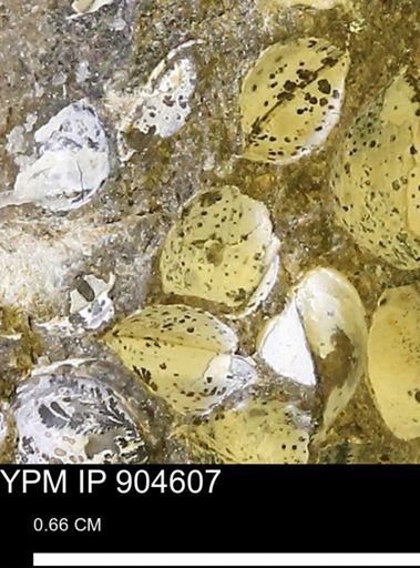 Corbulamella?