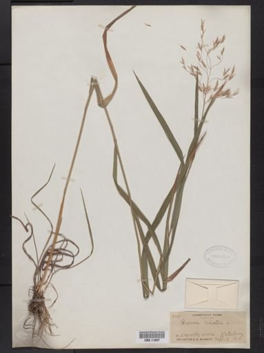 Bromus ciliatus
