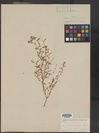 Polygonum