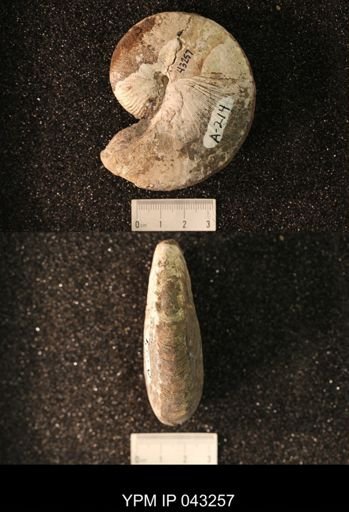 Hoploscaphites nicolletii