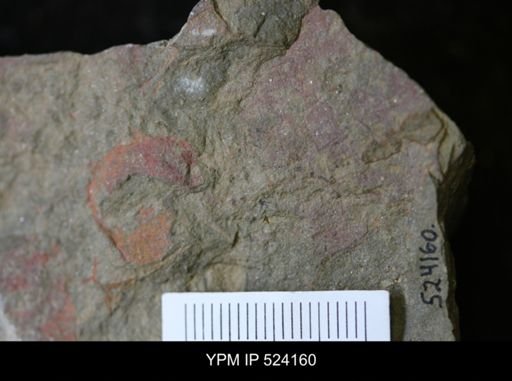 undet. Porifera
